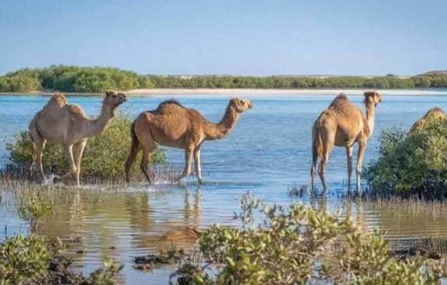 Marsa Alam