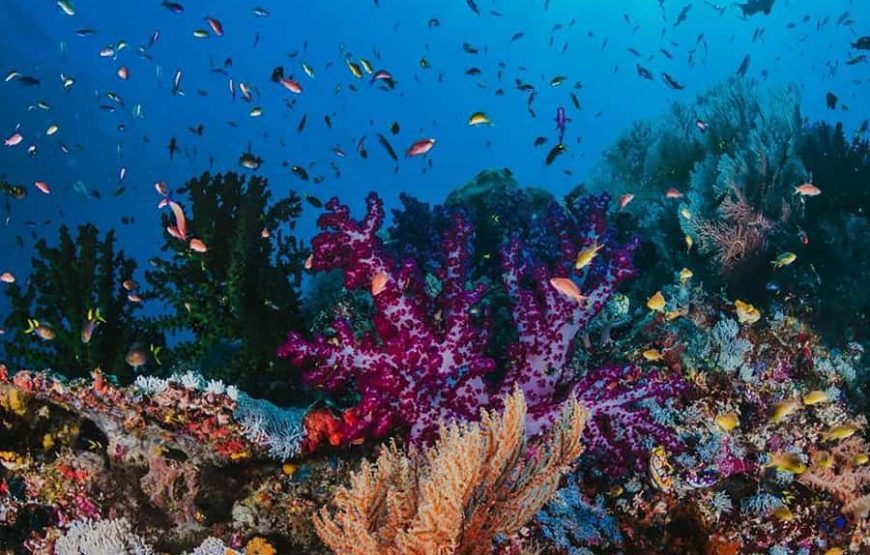 Explore the Best Adventures in Sharm El Sheikh