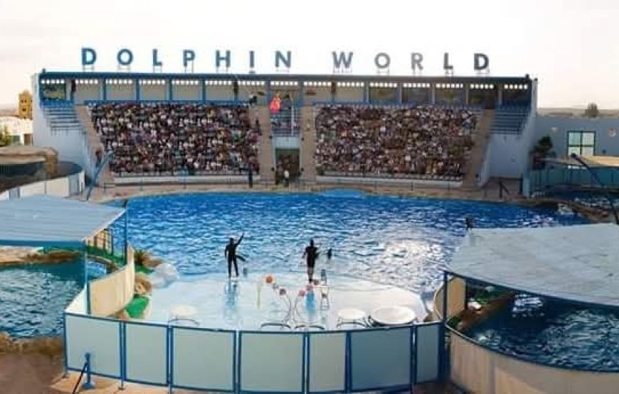 Dolphins Show & Swimming with Dolphins