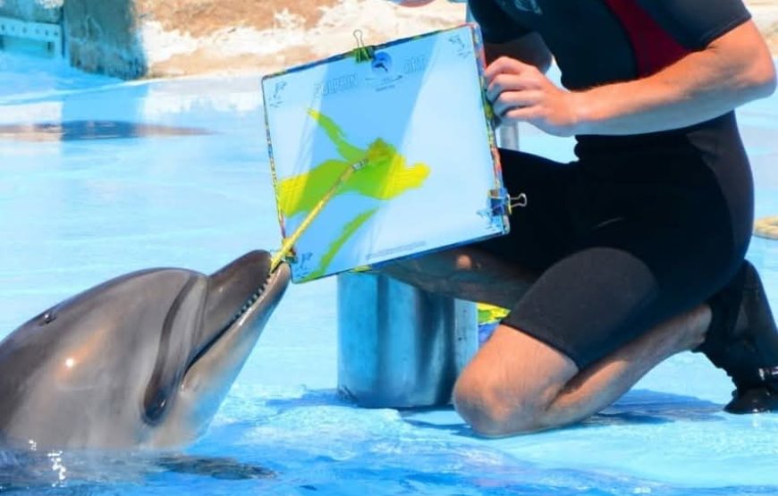 Dolphins Show & Swimming with Dolphins