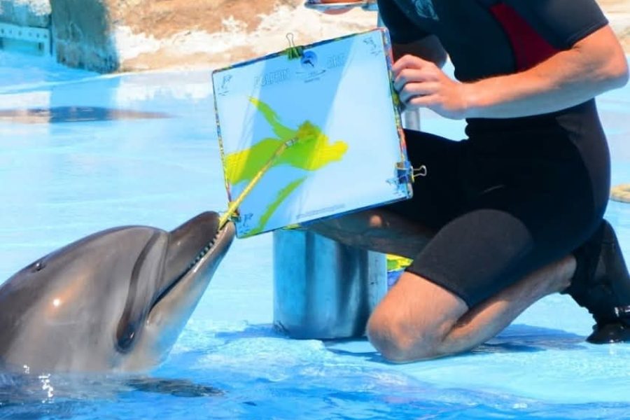 Dolphins Show & Swimming with Dolphins