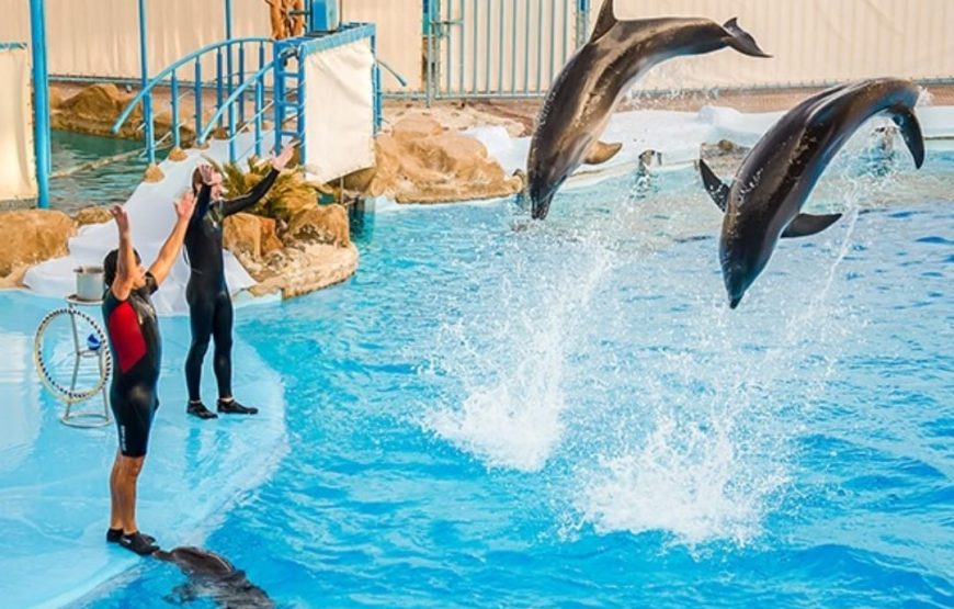 Dolphins Show & Swimming with Dolphins