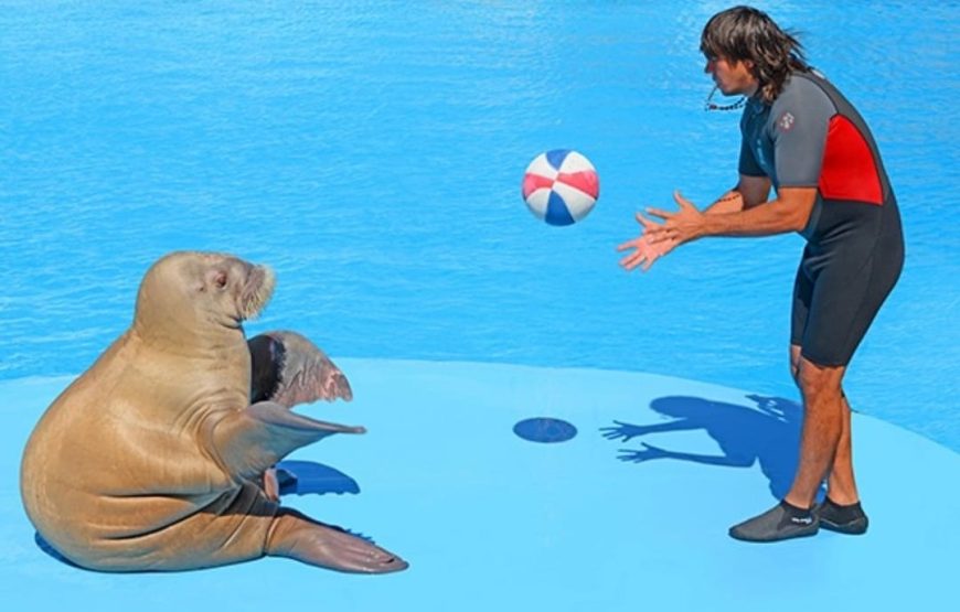 Dolphins Show & Swimming with Dolphins