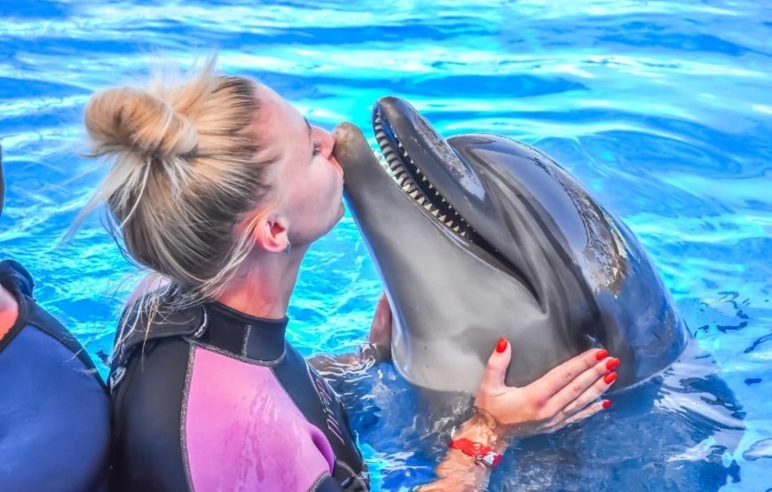 Dolphins Show & Swimming with Dolphins