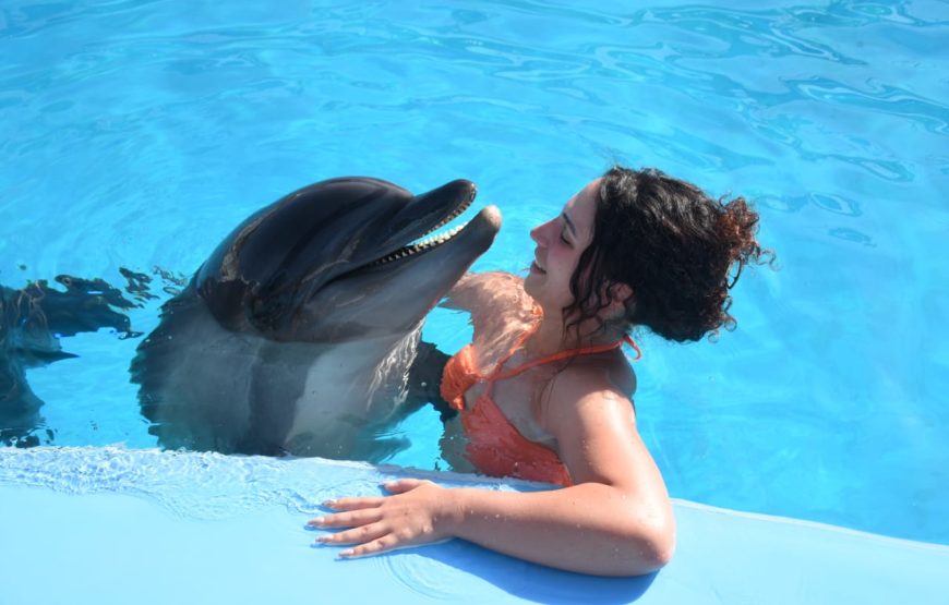 Dolphins Show & Swimming with Dolphins