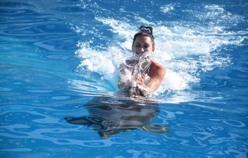Dolphins Show & Swimming with Dolphins