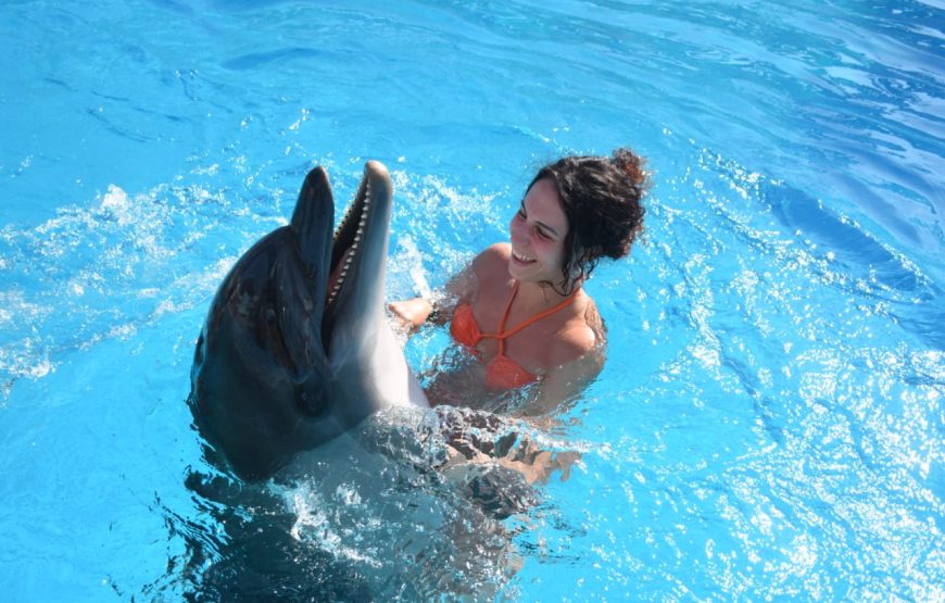 Dolphins Show & Swimming with Dolphins
