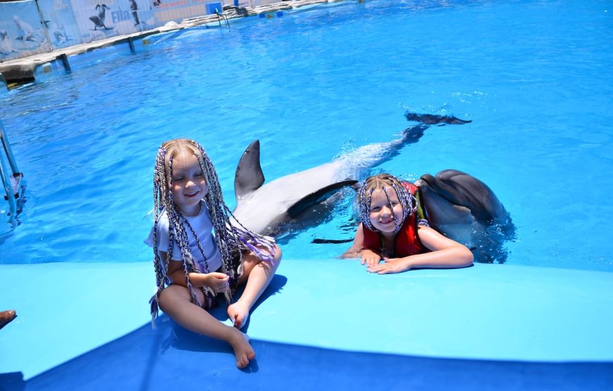 Dolphins Show & Swimming with Dolphins